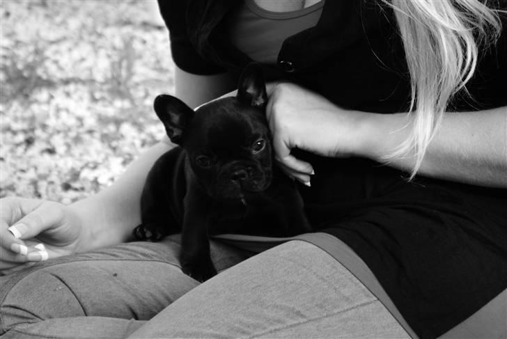 Fransk bulldog Frække Frida.. billede 12