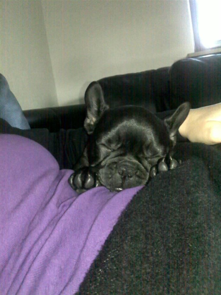 Fransk bulldog Frække Frida.. billede 13