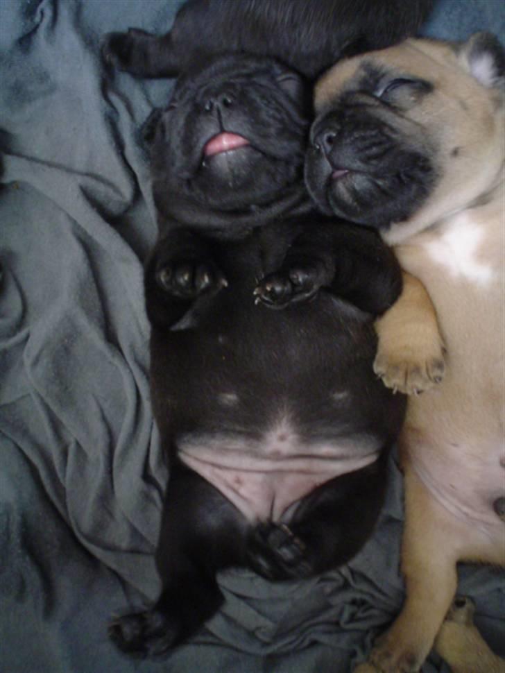 Fransk bulldog Frække Frida.. - Dejligt at slå mavse med brormand :) billede 14