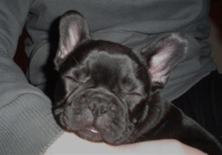 Fransk bulldog Frække Frida.. - Uhm elsker at putte ved mutti.... billede 15