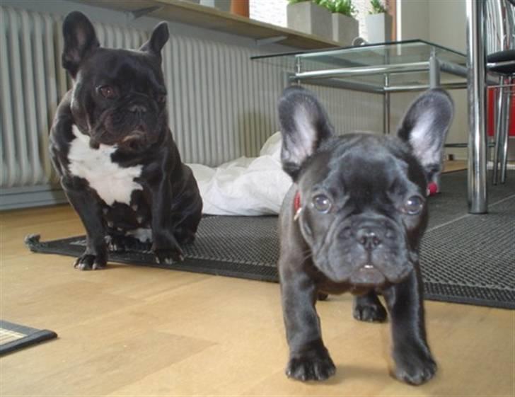 Fransk bulldog Frække Frida.. - Hva er det? billede 16