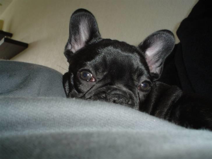 Fransk bulldog Frække Frida.. billede 17