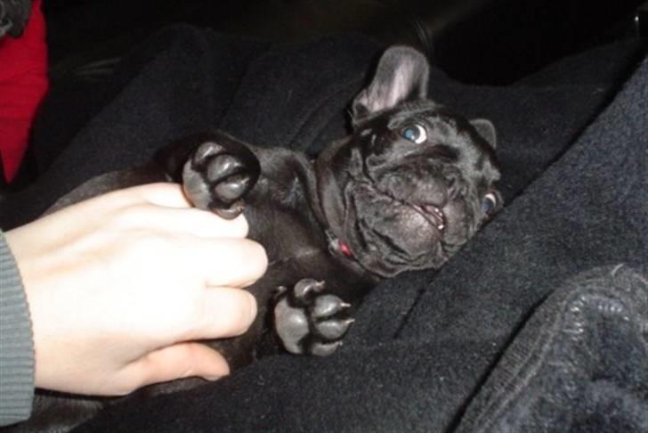 Fransk bulldog Frække Frida.. billede 18