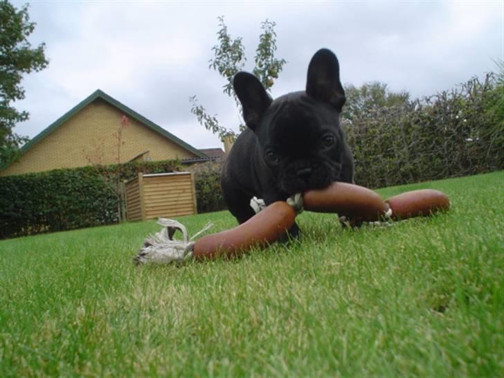 Fransk bulldog Frække Frida.. - Uhm gummi pølse.. billede 19