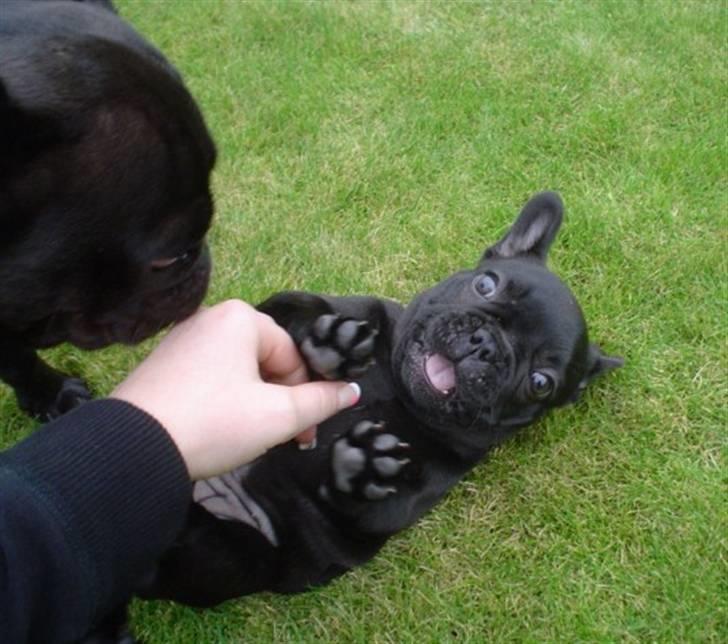 Fransk bulldog Frække Frida.. - Thi hihi hi hi.. Det kilder... billede 20