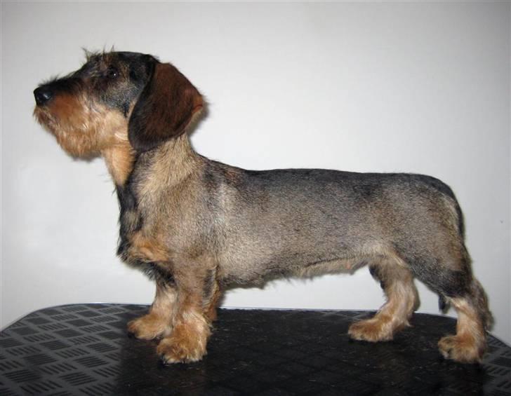 Gravhund SPRPR Toftekæret's Elvi billede 10