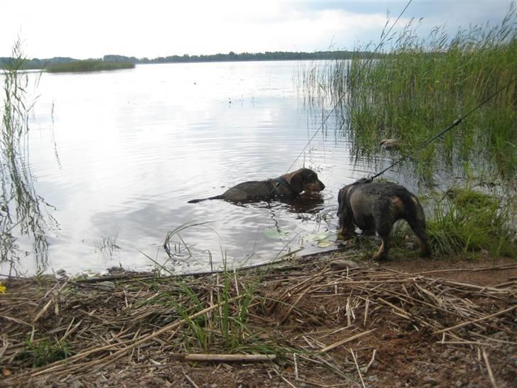 Gravhund SPRPR Toftekæret's Elvi billede 11