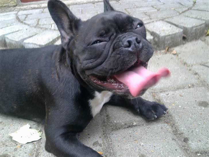 Fransk bulldog Nala R.I.P 24/12-09_12/7-11 billede 17