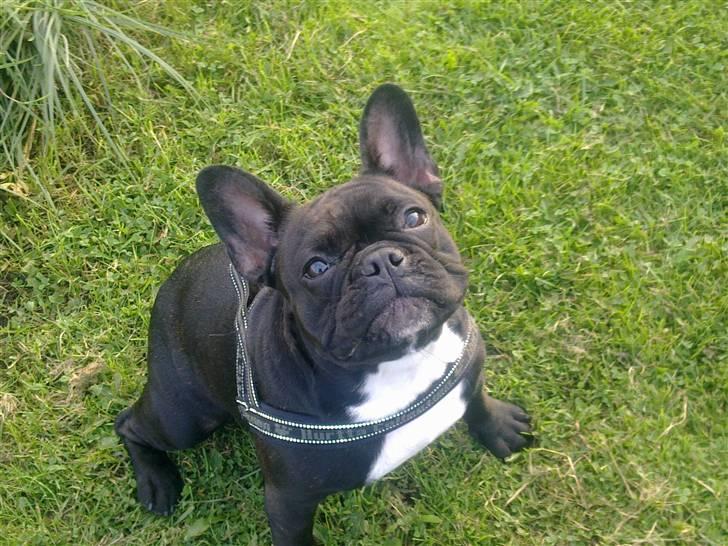 Fransk bulldog Nala R.I.P 24/12-09_12/7-11 billede 18