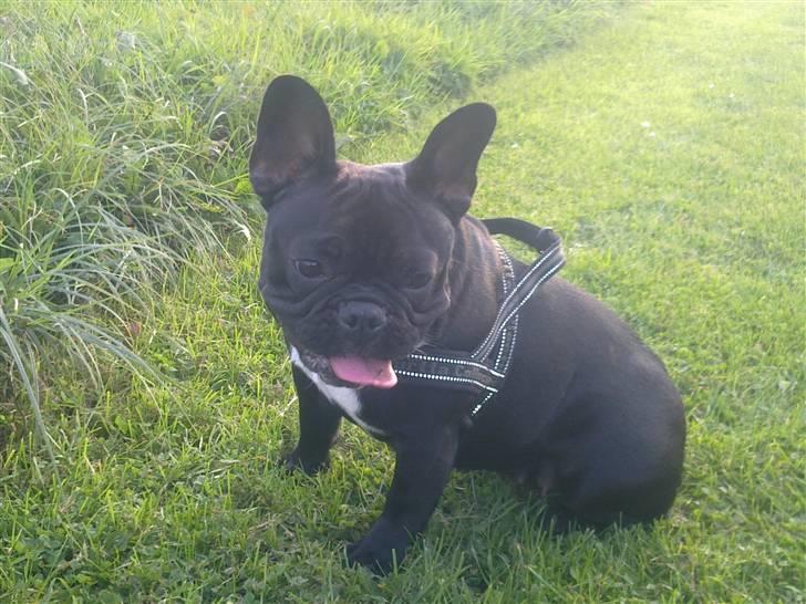 Fransk bulldog Nala R.I.P 24/12-09_12/7-11 billede 19