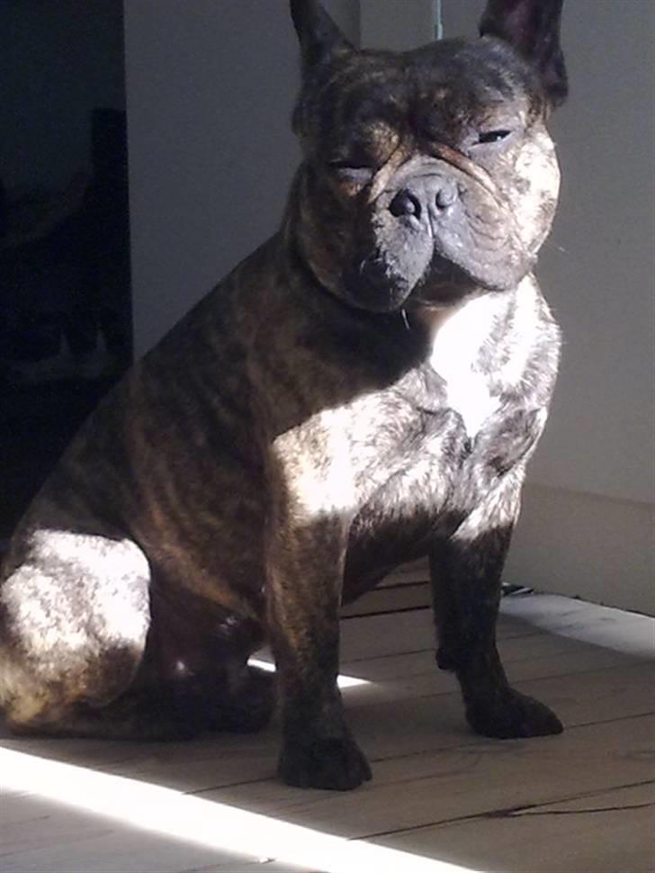 Fransk bulldog Tyson - Kongen af stuen hehe billede 18