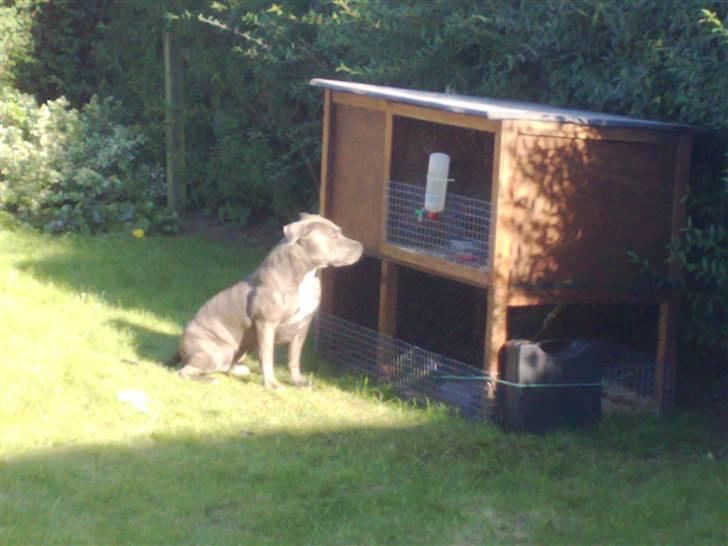 Amerikansk staffordshire terrier Nova billede 12