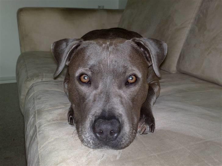 Amerikansk staffordshire terrier Nova billede 13