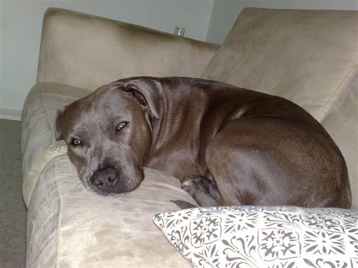 Amerikansk staffordshire terrier Nova billede 14