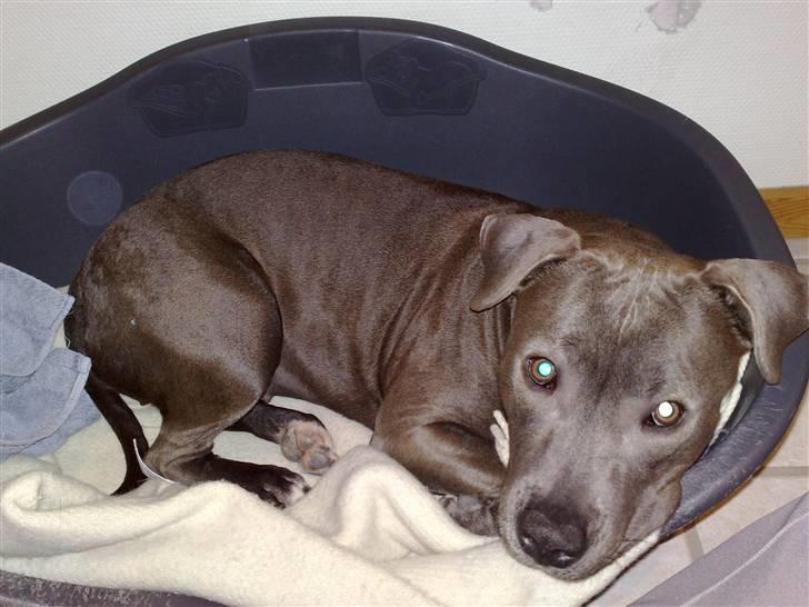 Amerikansk staffordshire terrier Nova billede 15