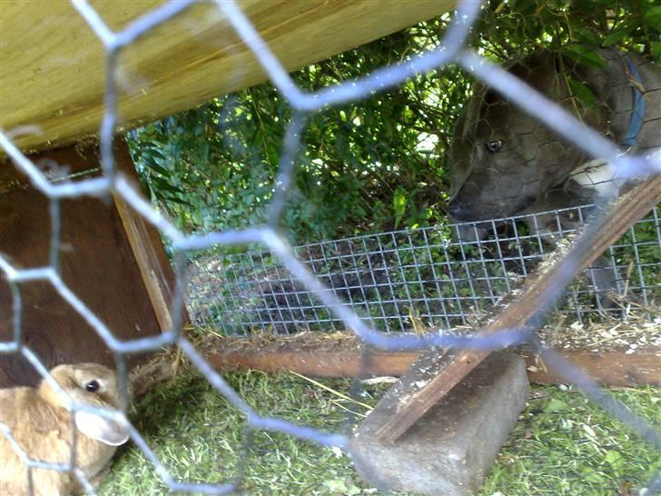 Amerikansk staffordshire terrier Nova billede 16