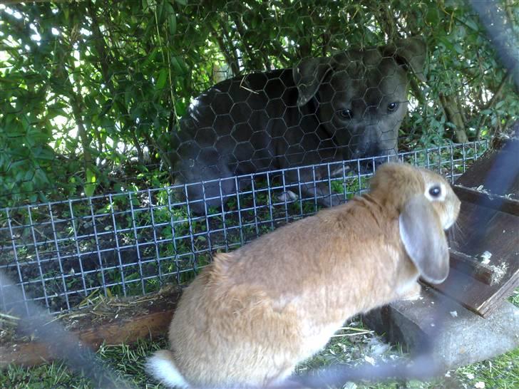 Amerikansk staffordshire terrier Nova billede 17