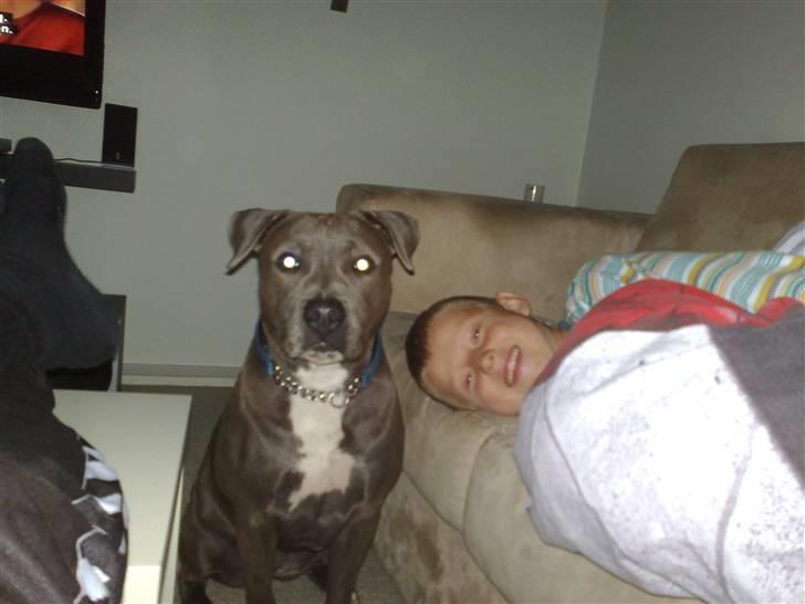 Amerikansk staffordshire terrier Nova billede 18