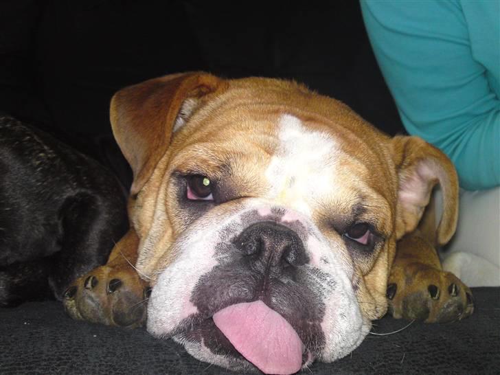Engelsk bulldog Bella * bor her ikke mere :-( billede 6