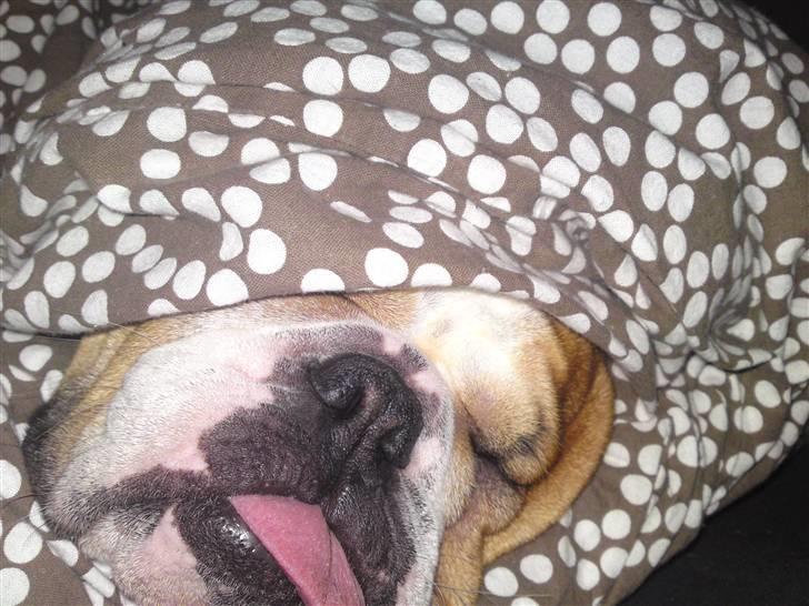 Engelsk bulldog Bella * bor her ikke mere :-( billede 7