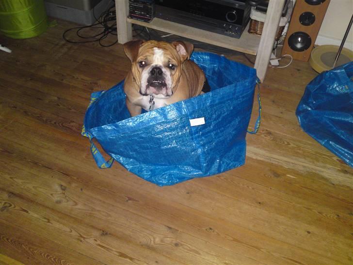 Engelsk bulldog Bella * bor her ikke mere :-( billede 8
