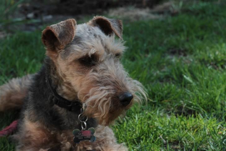 Welsh terrier Emma billede 4