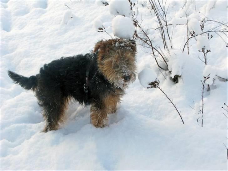 Welsh terrier Emma billede 5