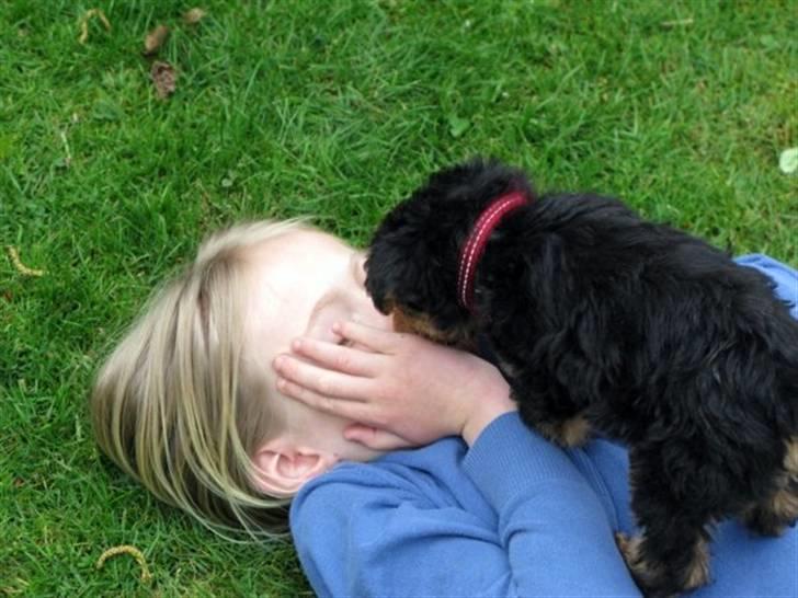 Welsh terrier Emma - Kys kys :* billede 6