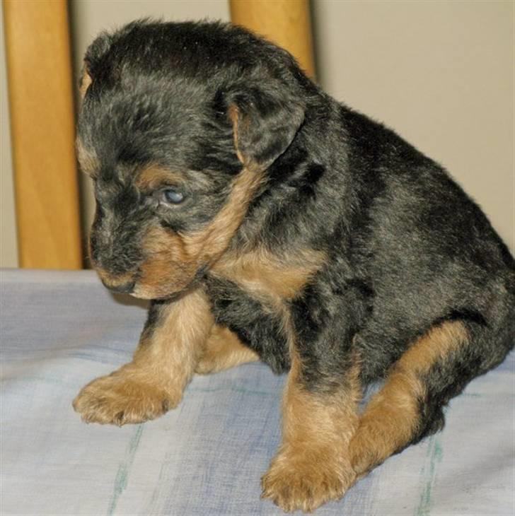 Welsh terrier Emma - Emma 4 uger :) billede 7