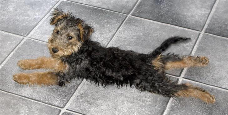 Welsh terrier Emma billede 8