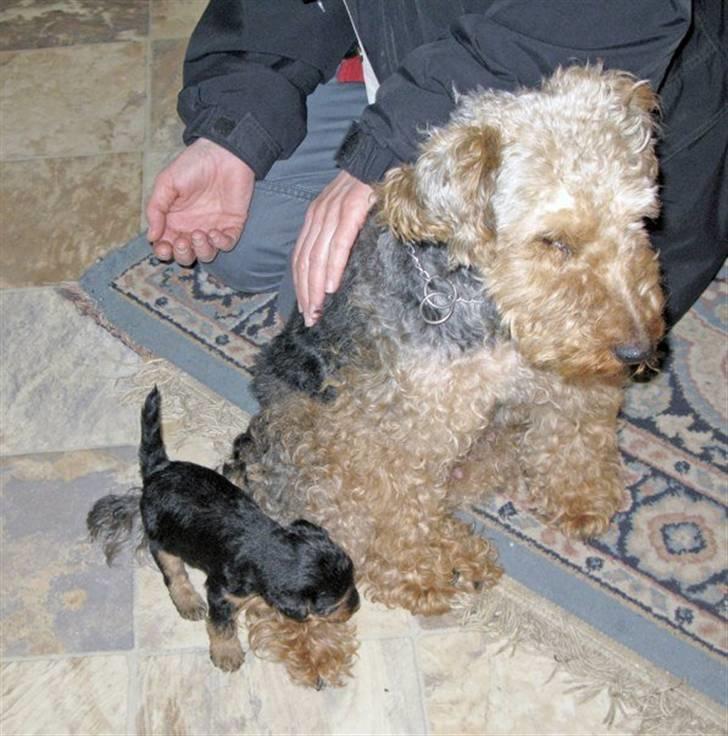 Welsh terrier Emma - Emma og moren Kukla billede 9