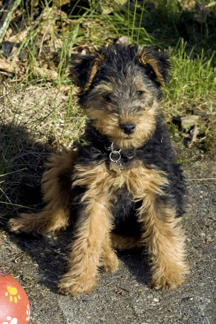 Welsh terrier Emma billede 12