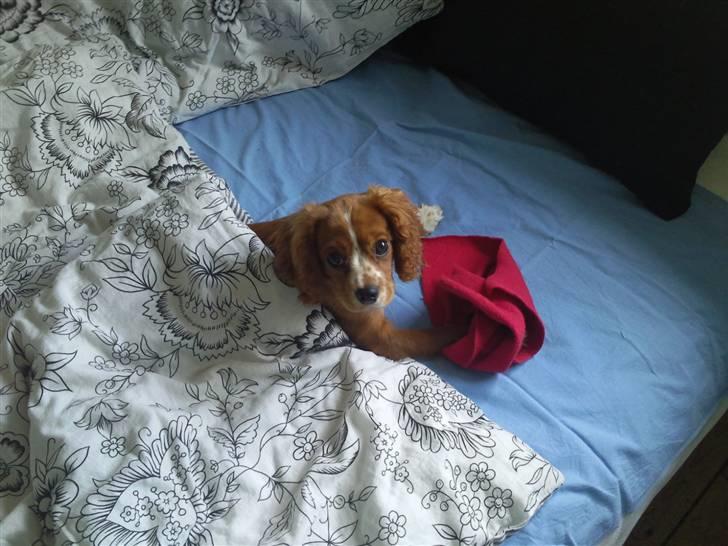 Cavalier king charles spaniel Simba - Simba putter under dynen men sin tyggeklud:) billede 1