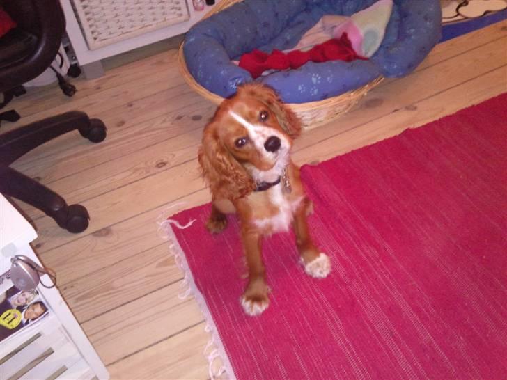 Cavalier king charles spaniel Simba billede 2