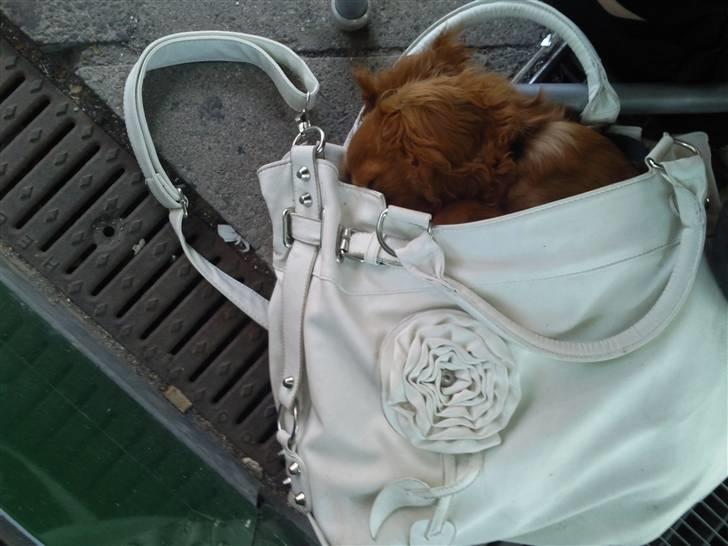 Cavalier king charles spaniel Simba - Så er Simba gået kold i tasken på bytur mens vi andre spiser :) billede 3