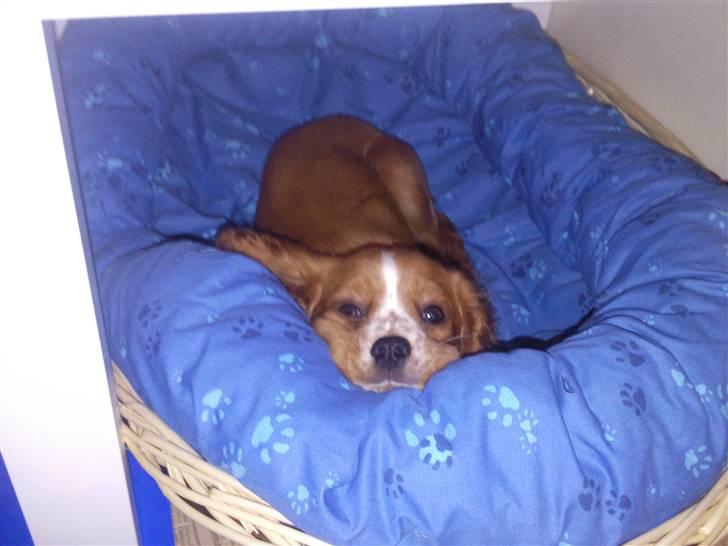 Cavalier king charles spaniel Simba - Så tager han lige en slapper i sin nye kurv billede 4