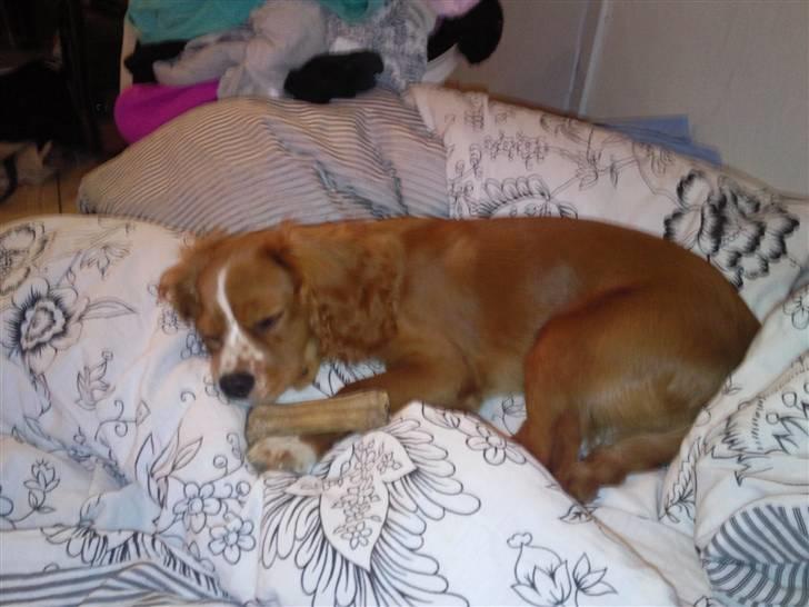 Cavalier king charles spaniel Simba billede 5