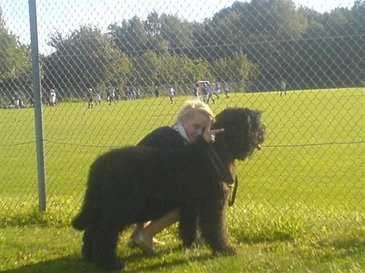 Bouvier des flandres Bronco billede 1