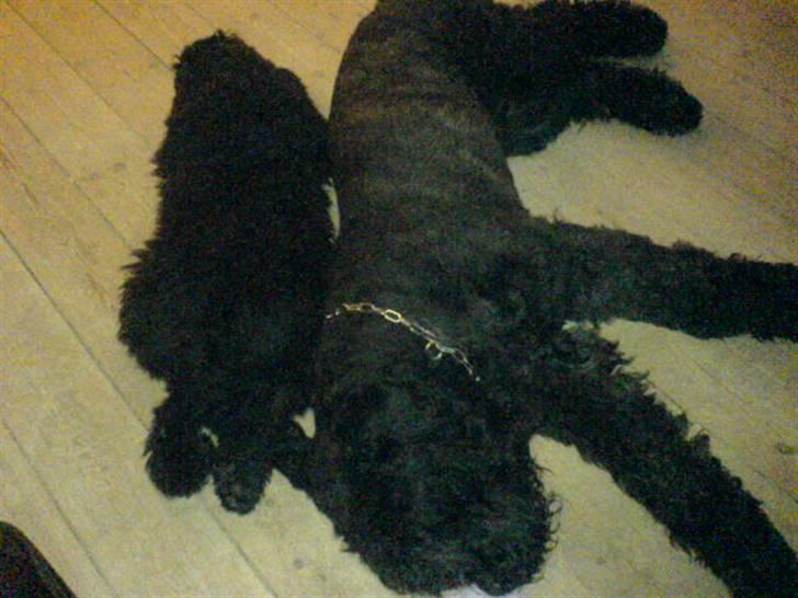 Bouvier des flandres Bronco billede 2