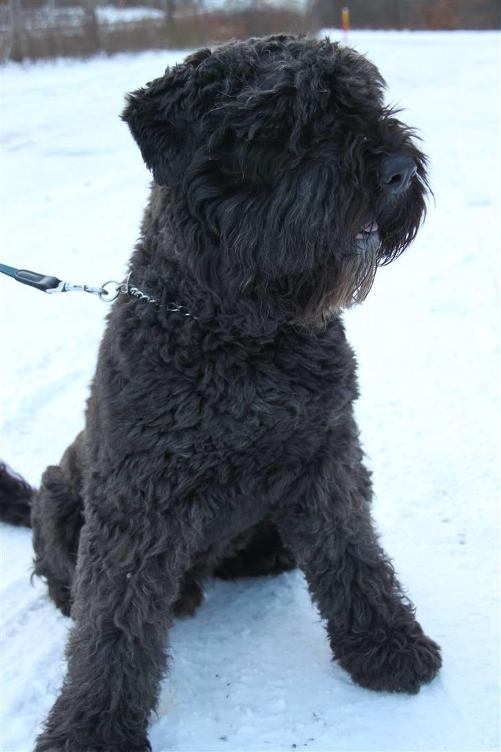 Bouvier des flandres Bronco billede 3