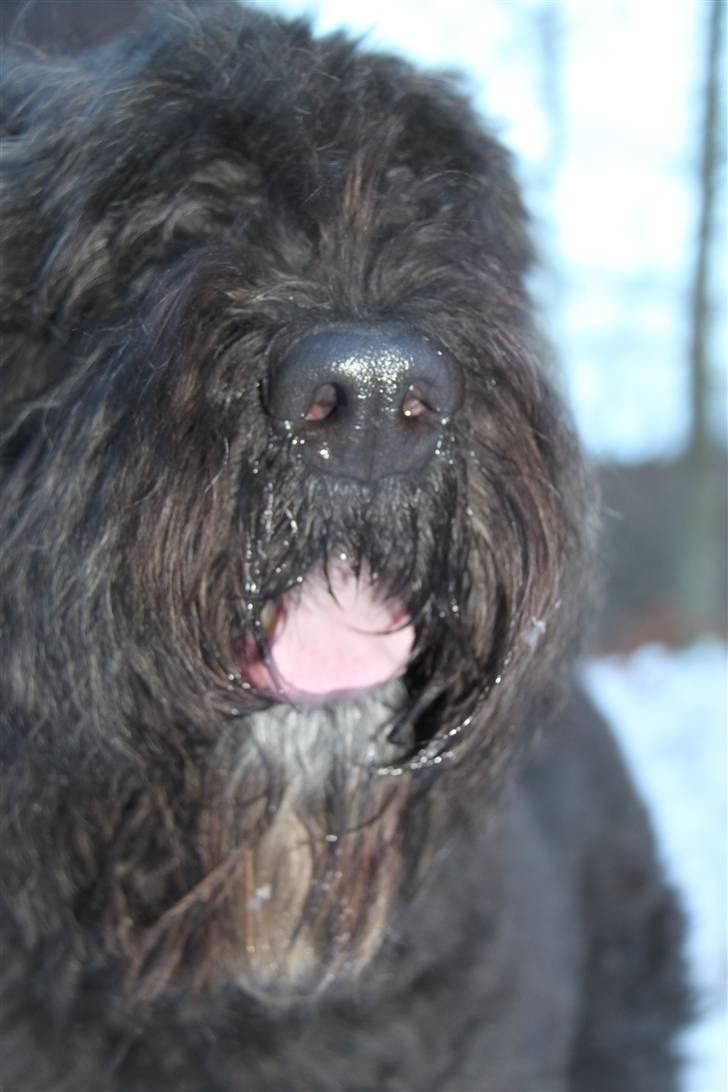 Bouvier des flandres Bronco billede 4