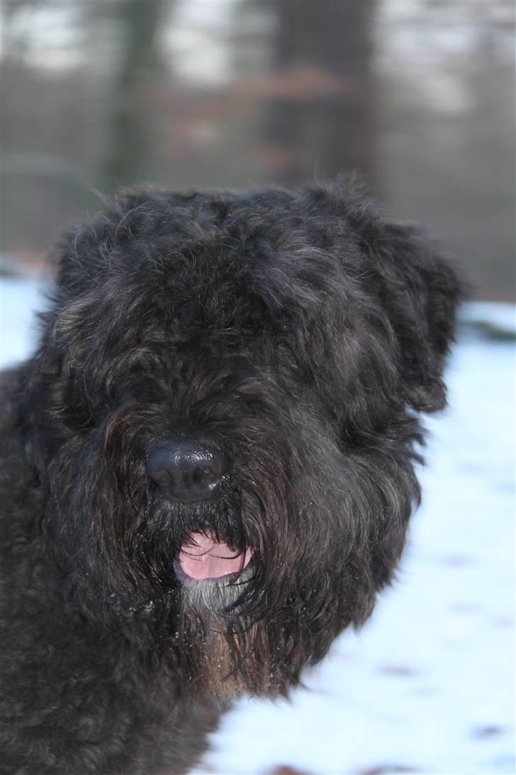 Bouvier des flandres Bronco billede 5