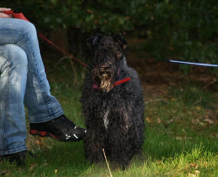 Kerry blue terrier Kordes Unique Dream R.I.P (Kiki) billede 16