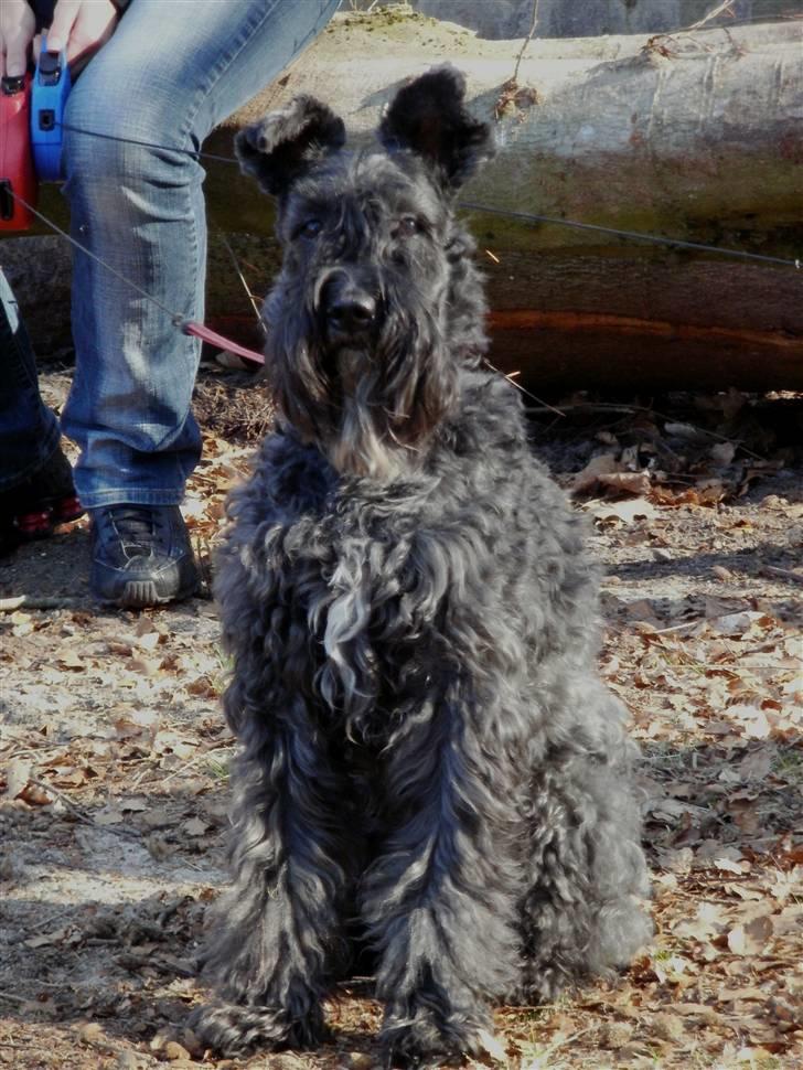 Kerry blue terrier Kordes Unique Dream R.I.P (Kiki) billede 17