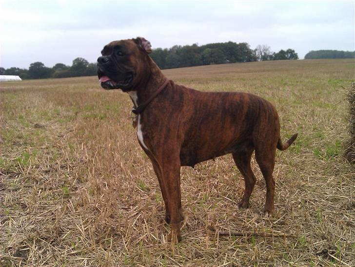 Boxer Mathilde - 2½ år og en stor mark at udforske billede 19