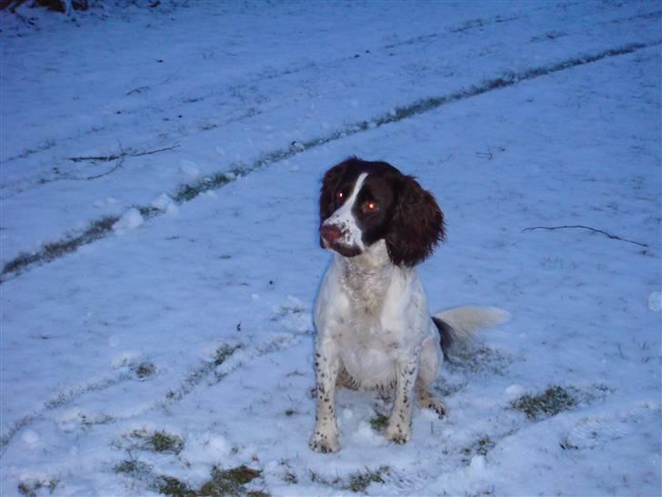Engelsk springer spaniel Misty af Silver Meadow - Kater i ikke kige en bold?
2 1/2 år
Foto:Mathilde-Tak billede 10