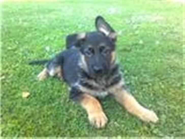 Schæferhund Sandkærgårds Lajco billede 1