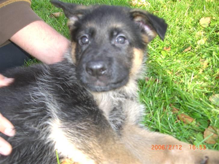 Schæferhund Sandkærgårds Lajco billede 2