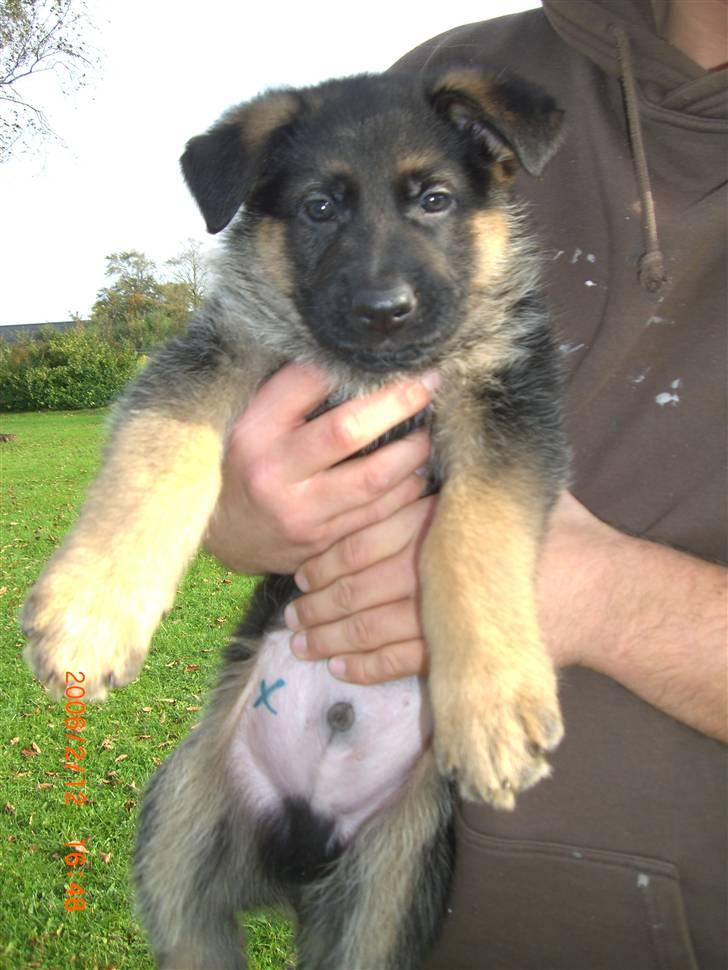 Schæferhund Sandkærgårds Lajco billede 3