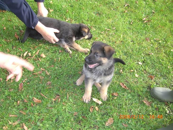 Schæferhund Sandkærgårds Lajco billede 4